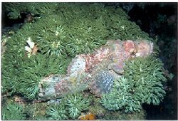 Large scorpion fish in the Philippines taken with the 70-... by Viora Alessio 